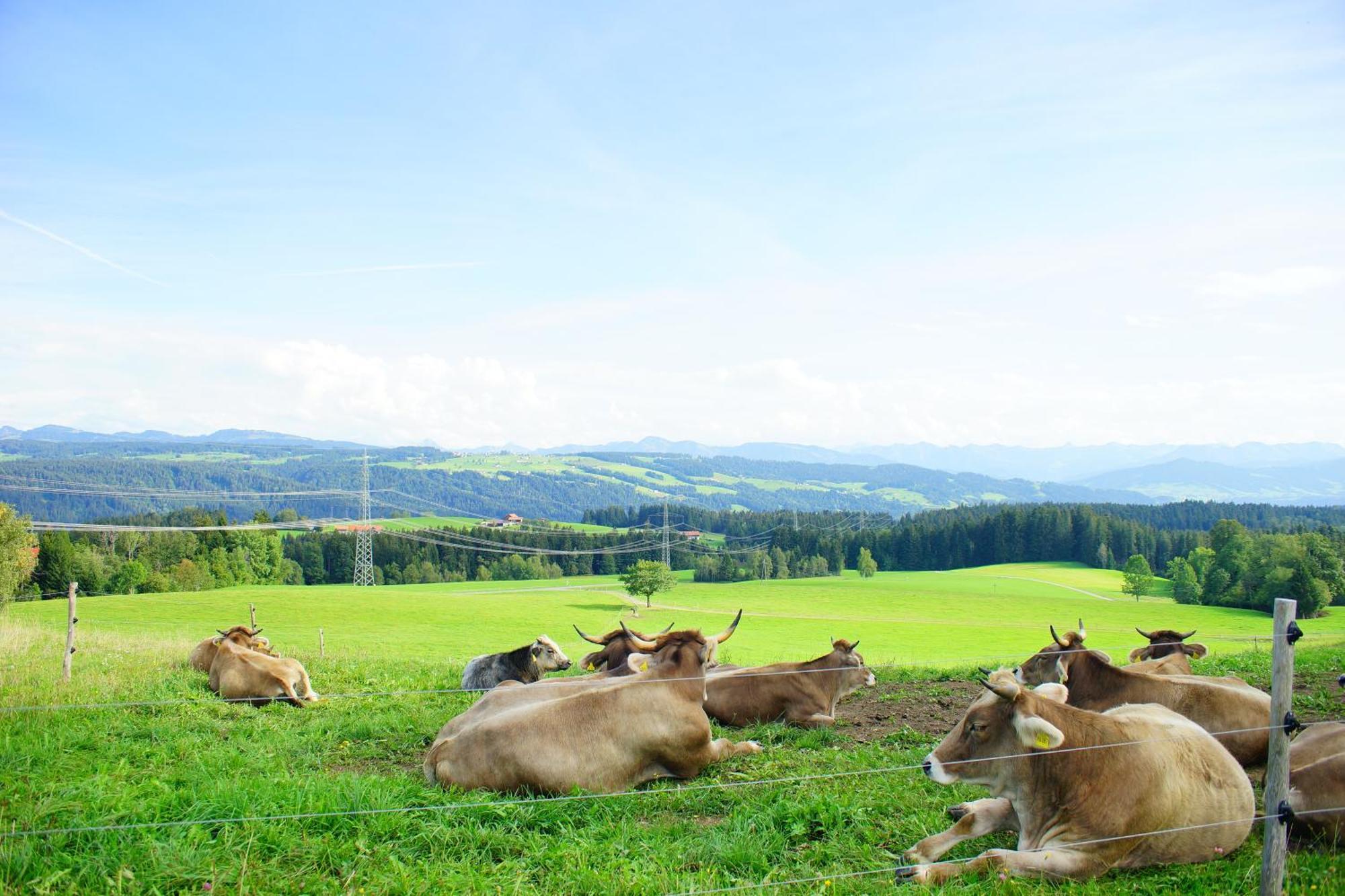 Relax-Red Mit Pool Und Sauna Scheidegg Zewnętrze zdjęcie